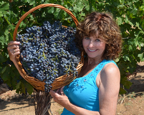 Picking Grapes