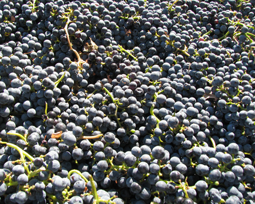 Picking Grapes