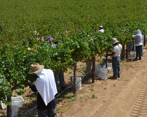 Picking Grapes