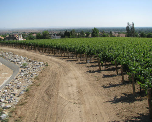 Vineyard