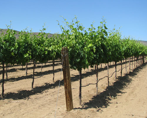 Vineyard